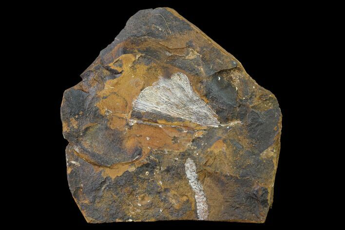 Fossil Ginkgo Leaf From North Dakota - Paleocene #145317